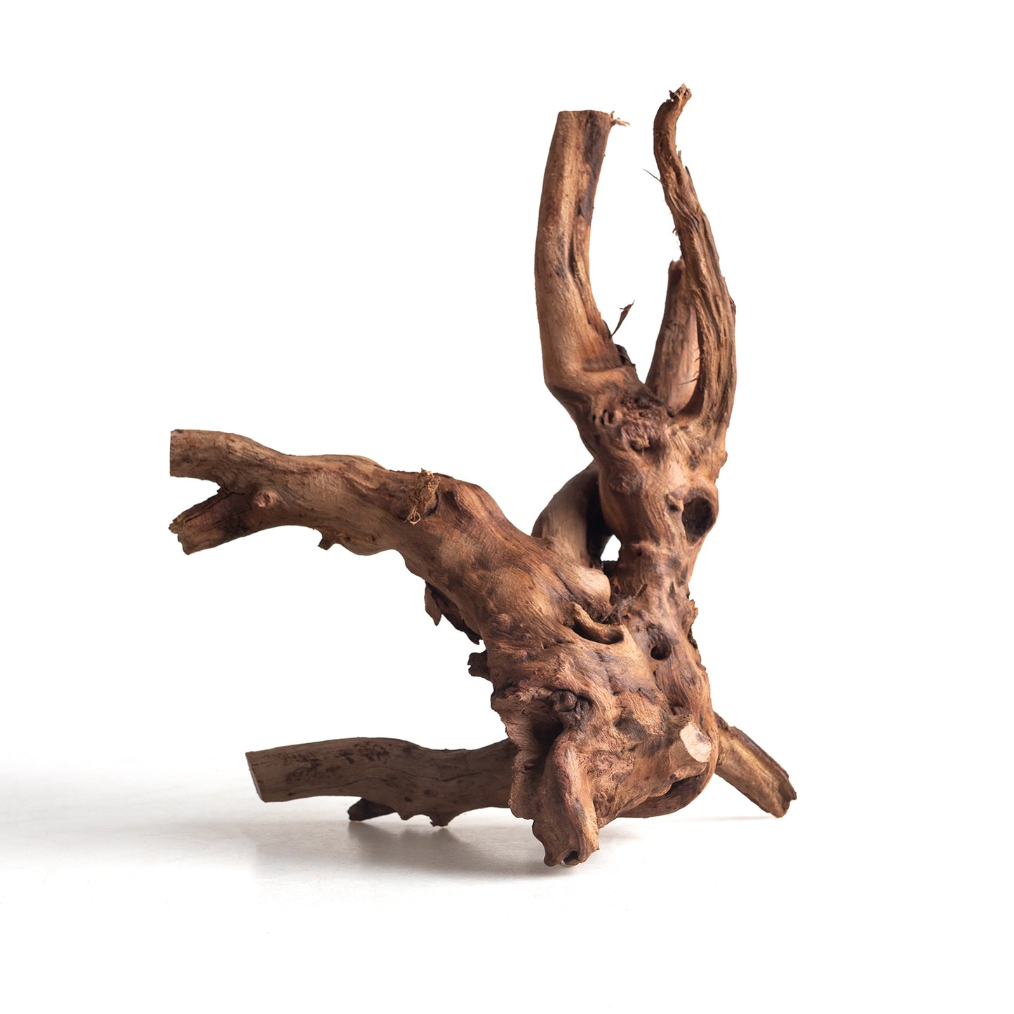 Natural Bell Wood Driftwood for Aquariums & Terrariums – Random Shape, 3 Sizes