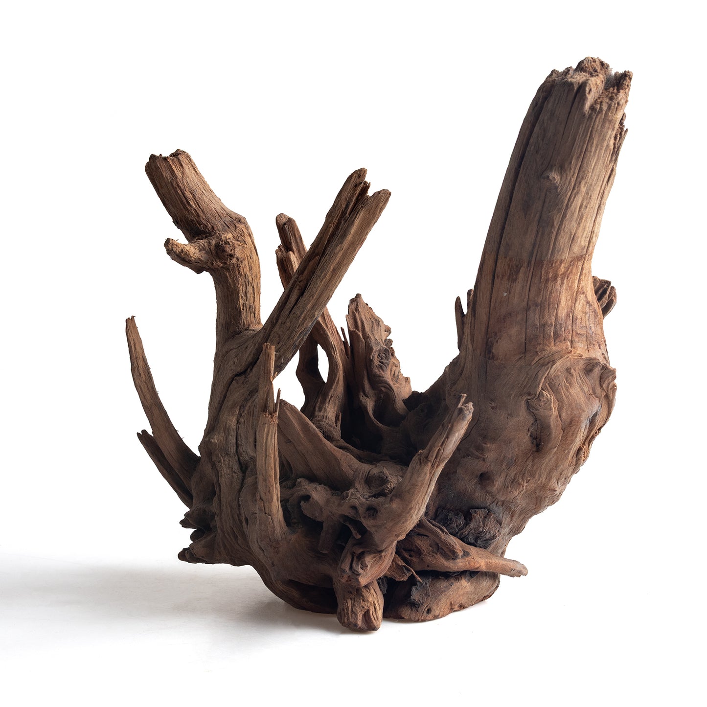 WYSIWYG Premium Natural Driftwood for Aquascaping – Exact Piece Shown A16