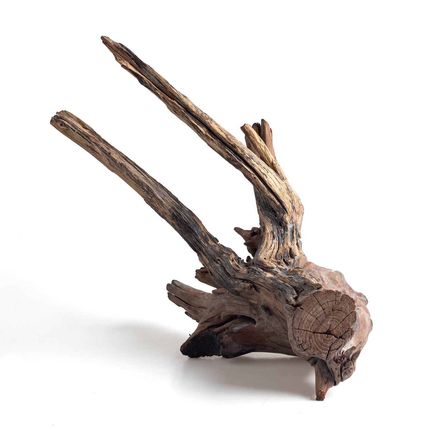 WYSIWYG Premium Natural Driftwood for Aquascaping – Exact Piece Shown A7