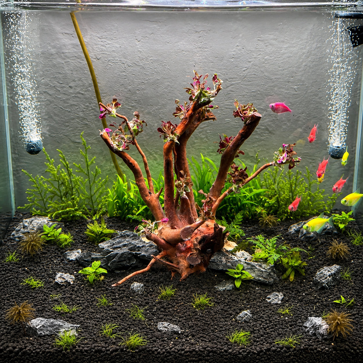 Natural Spider Wood Driftwood for Aquariums & Terrariums – Random Shape, 3 Sizes