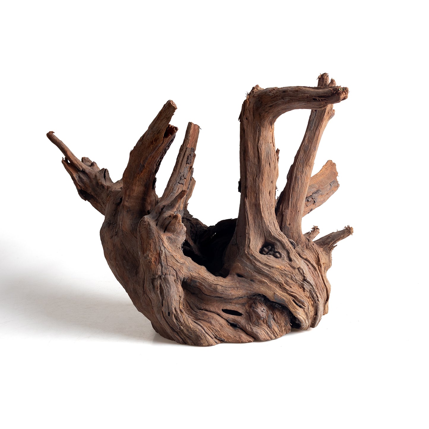 WYSIWYG Premium Natural Driftwood for Aquascaping – Exact Piece Shown A13