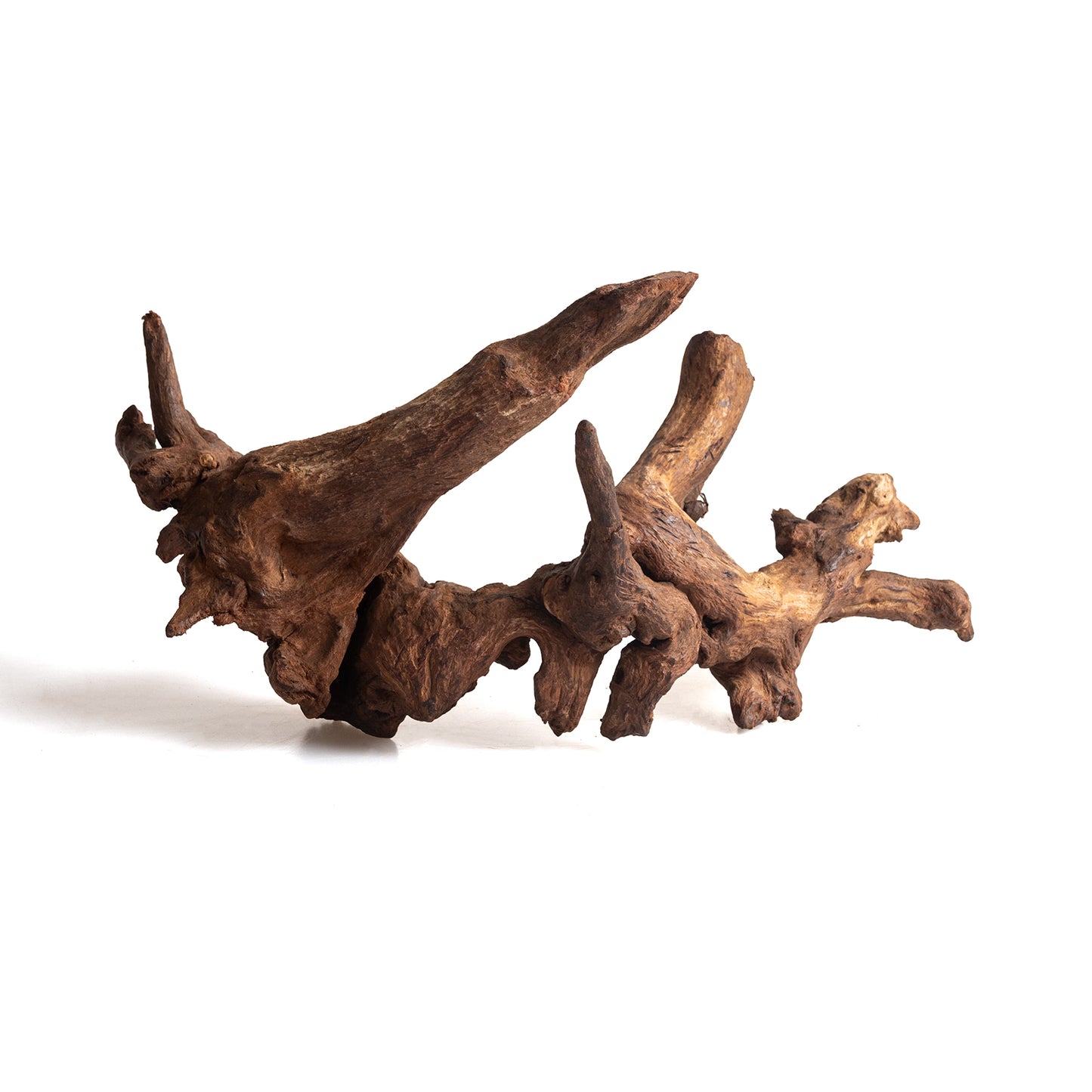 Natural Bell Wood Driftwood for Aquariums & Terrariums – Random Shape, 3 Sizes