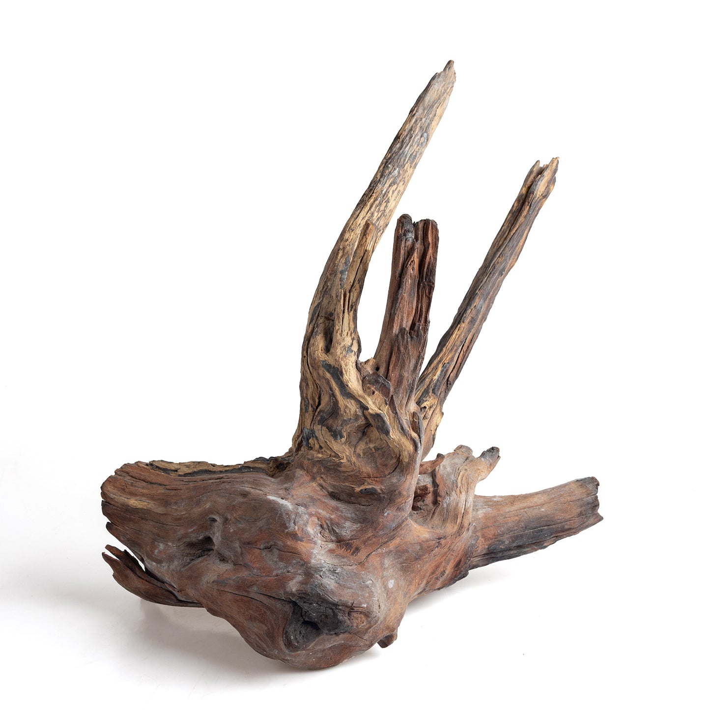 WYSIWYG Premium Natural Driftwood for Aquascaping – Exact Piece Shown A7