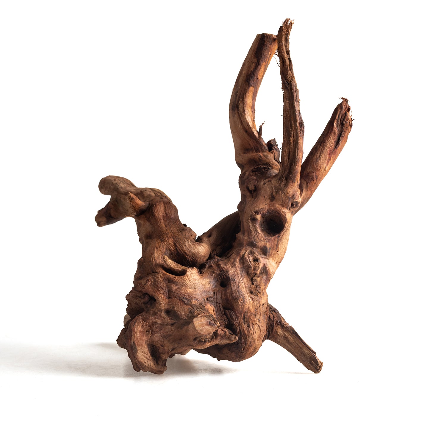 Natural Bell Wood Driftwood for Aquariums & Terrariums – Random Shape, 3 Sizes