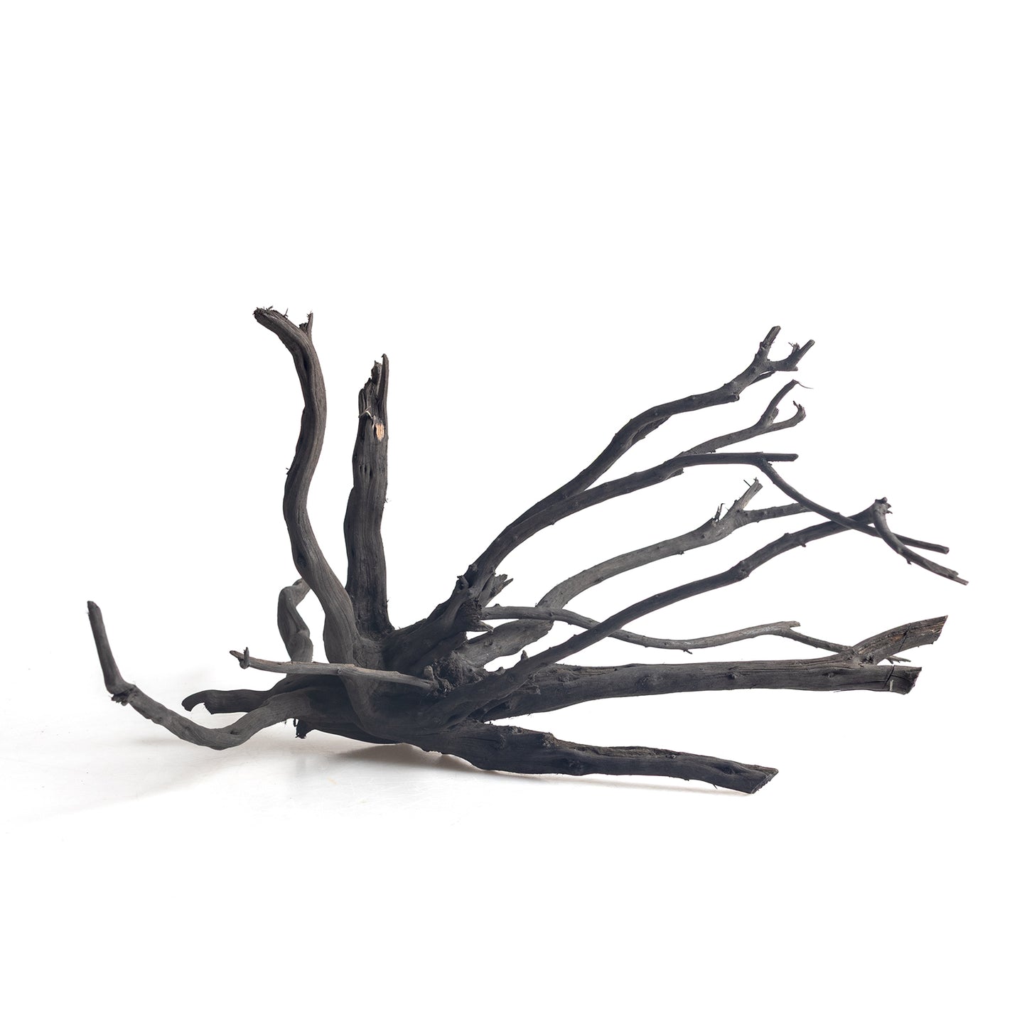 Natural Black Spider Wood Driftwood for Aquariums & Terrariums – Random Shape, 3 Sizes
