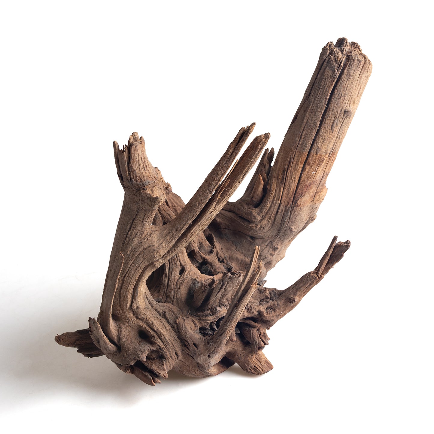 WYSIWYG Premium Natural Driftwood for Aquascaping – Exact Piece Shown A16
