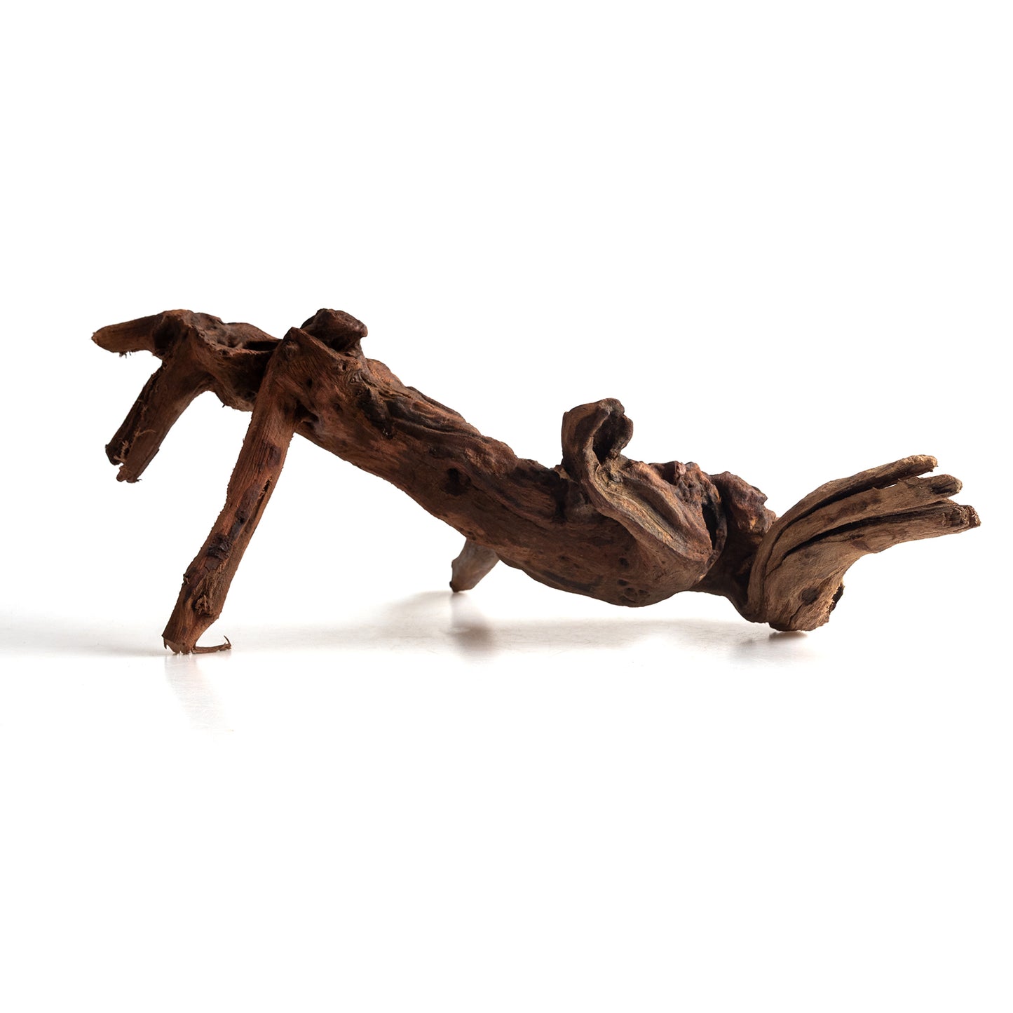 Natural Bell Wood Driftwood for Aquariums & Terrariums – Random Shape, 3 Sizes