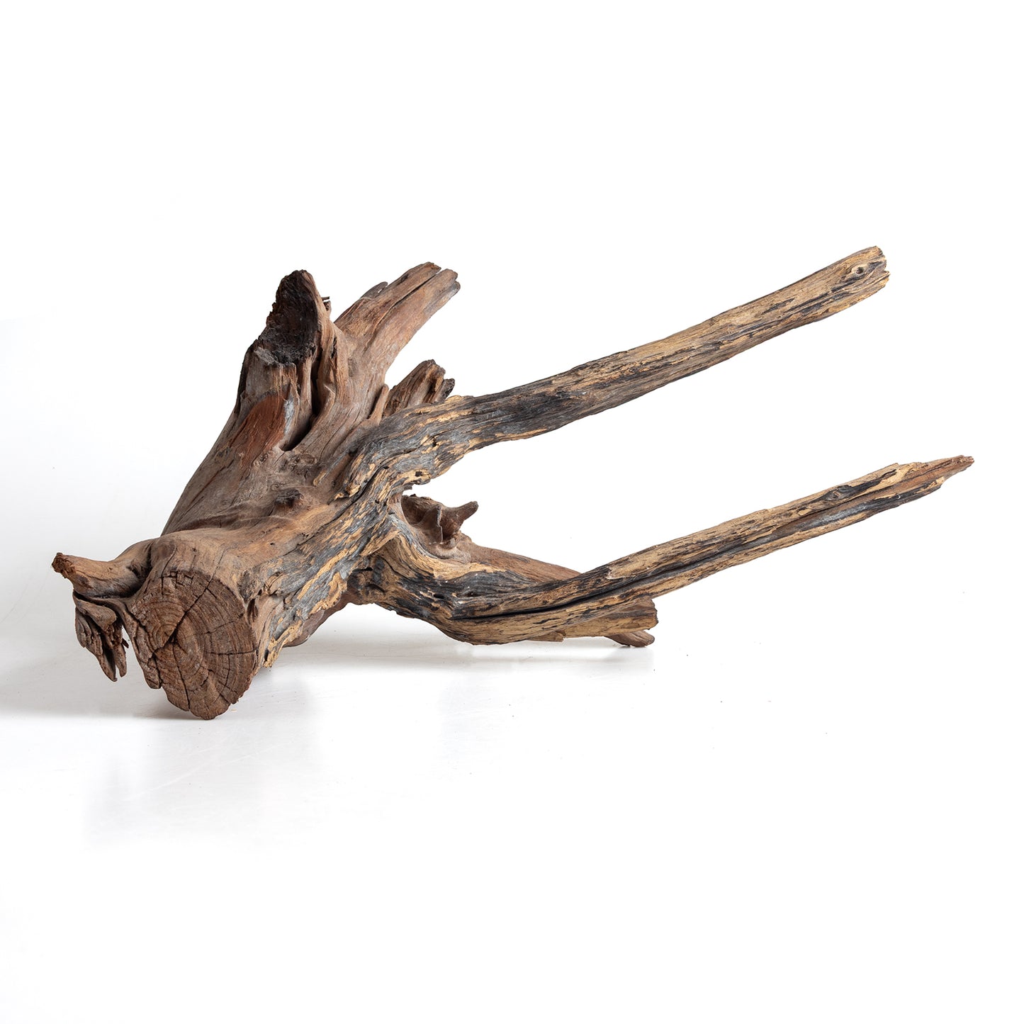 WYSIWYG Premium Natural Driftwood for Aquascaping – Exact Piece Shown A7