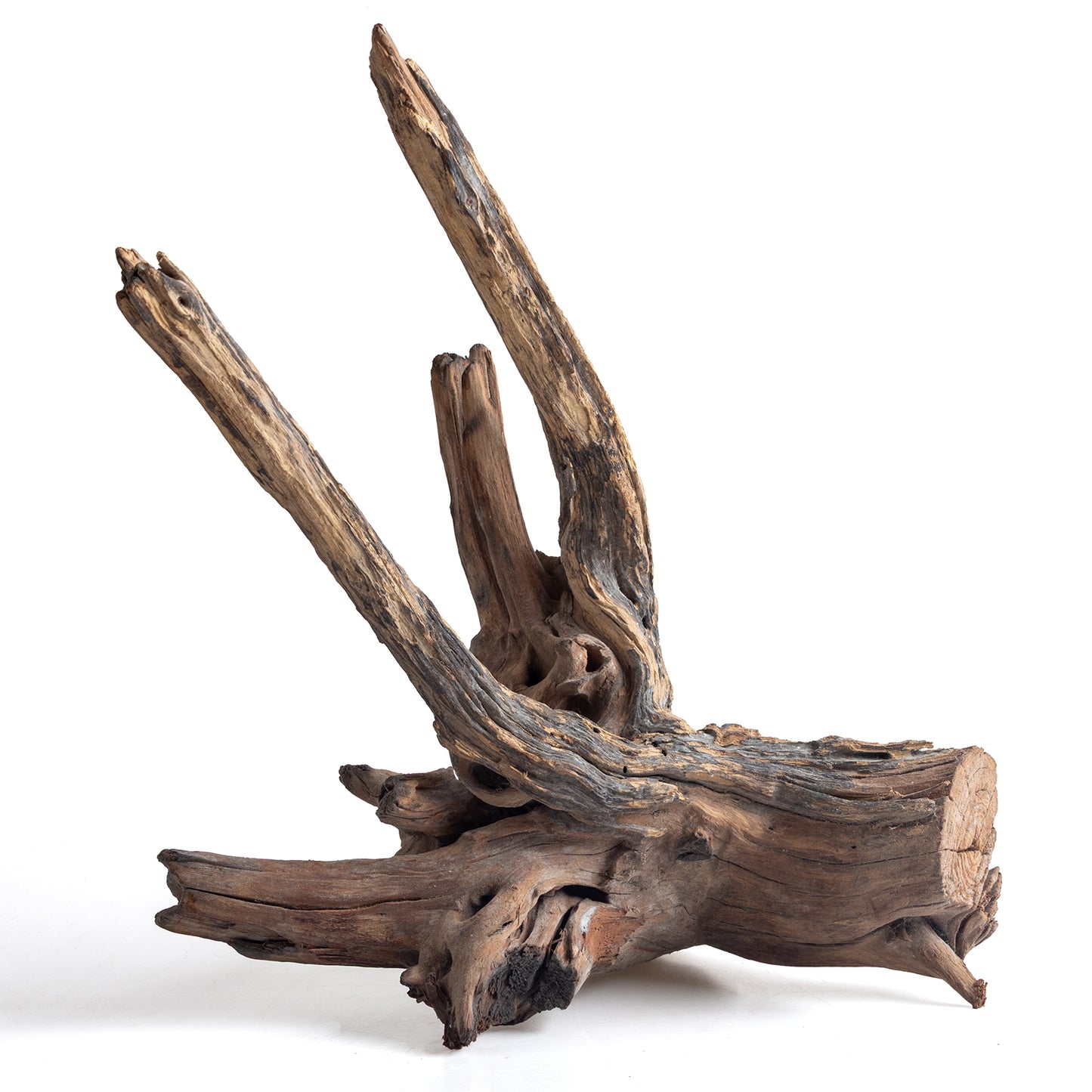 WYSIWYG Premium Natural Driftwood for Aquascaping – Exact Piece Shown A7