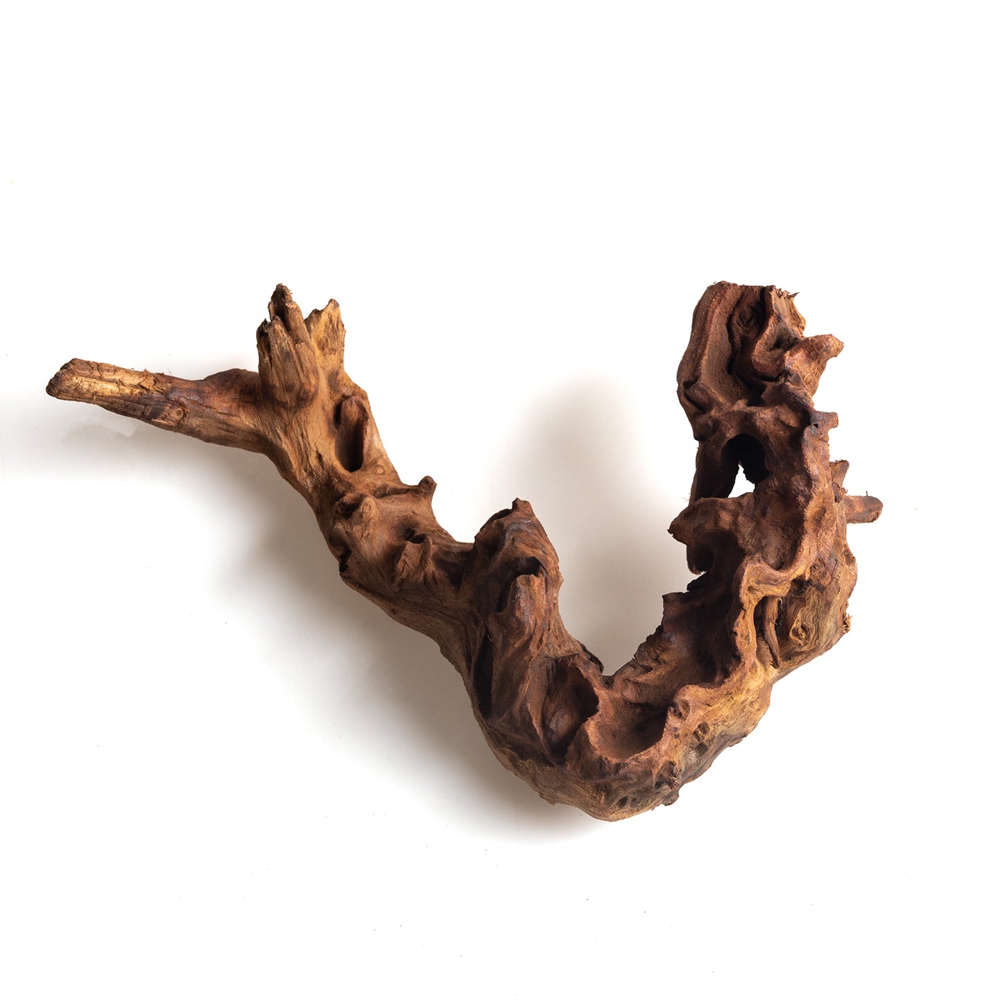 Natural Bell Wood Driftwood for Aquariums & Terrariums – Random Shape, 3 Sizes