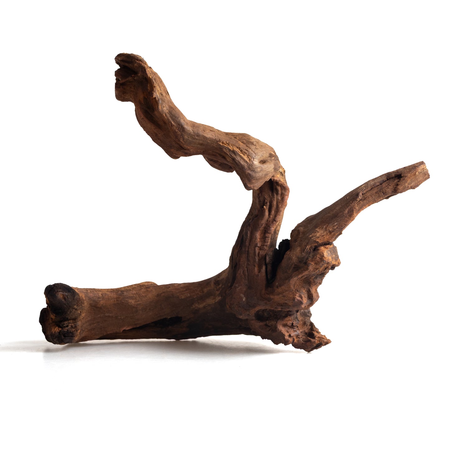 Natural Bell Wood Driftwood for Aquariums & Terrariums – Random Shape, 3 Sizes